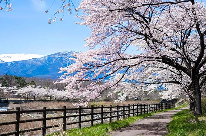 遠刈田温泉 桜並木画像