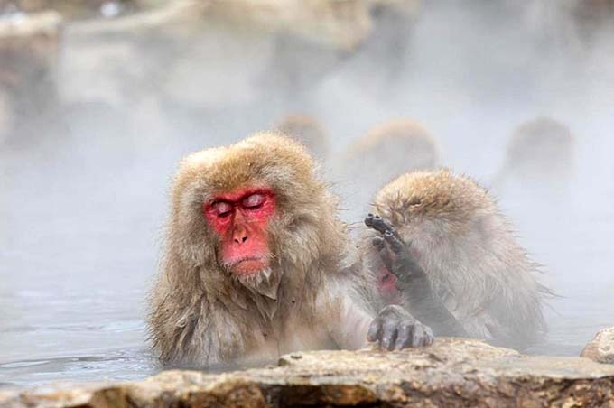 地獄谷野猿公苑 温泉入浴するサル画像