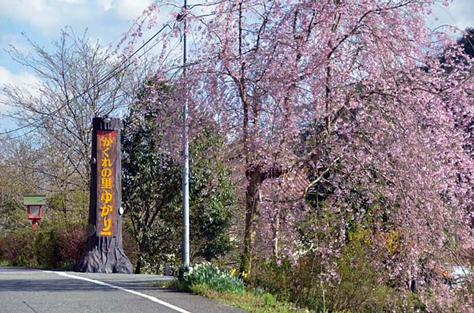 旭温泉 かくれの里 ゆかり 桜画像